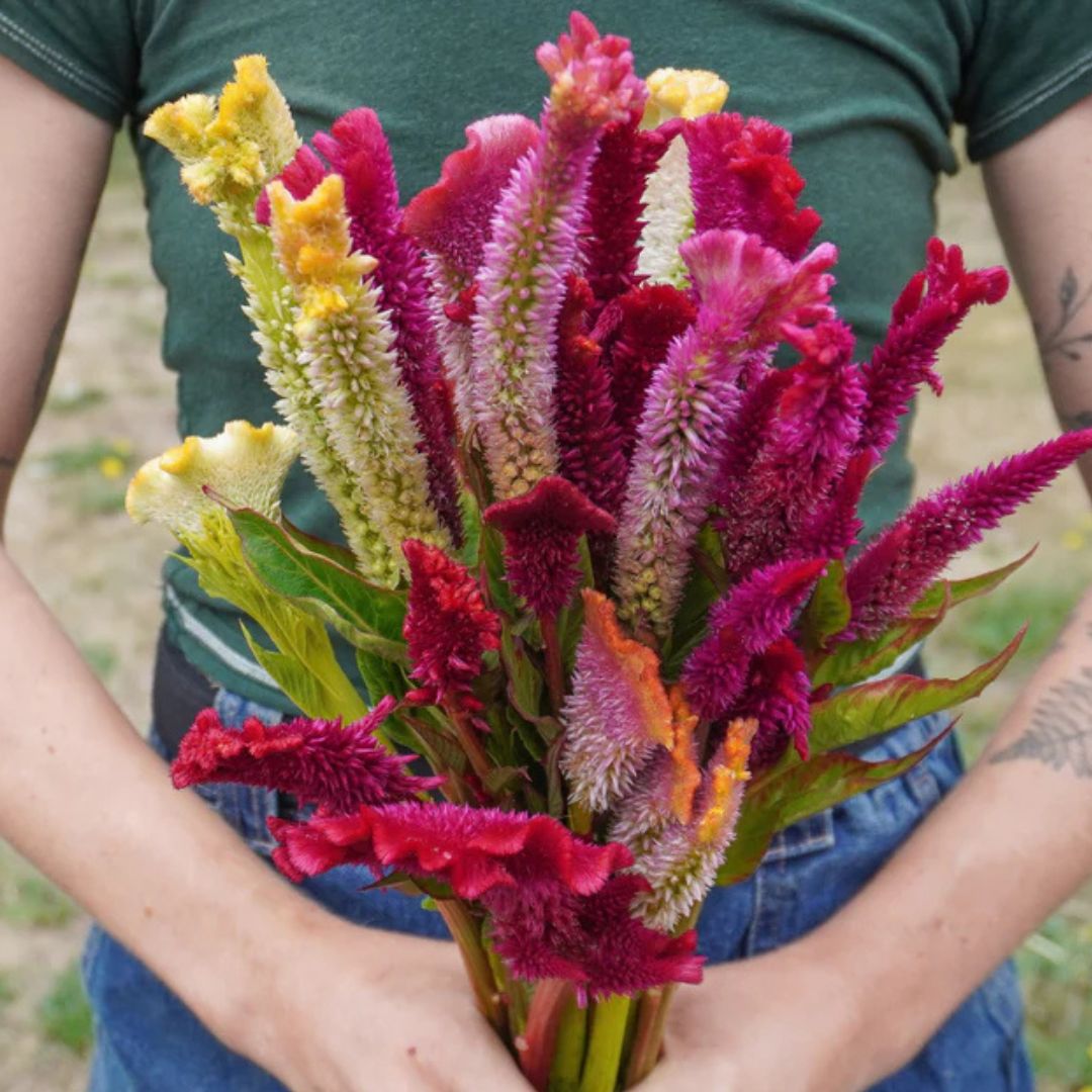 Celosia - Supercrest Mix