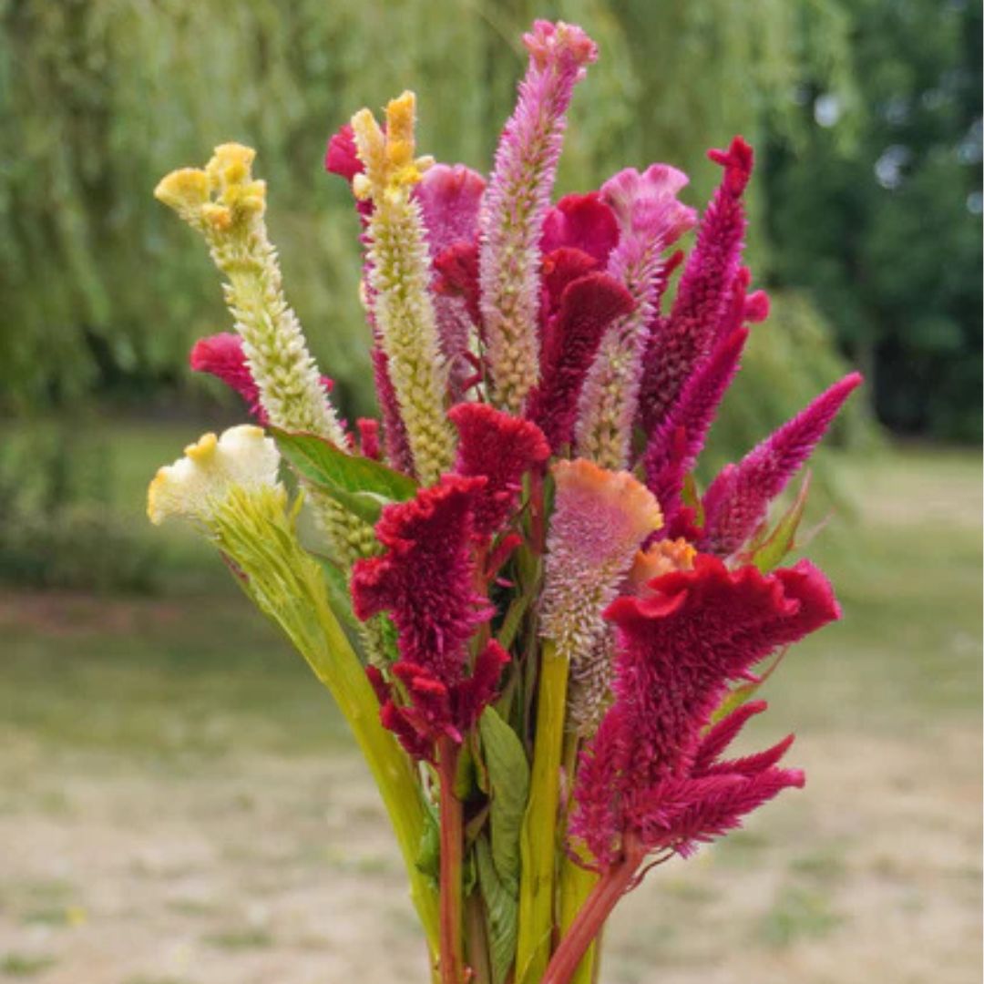Celosia - Supercrest Mix