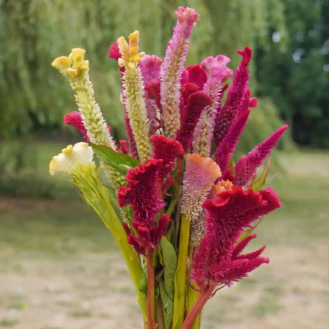 Celosia - Supercrest Mix