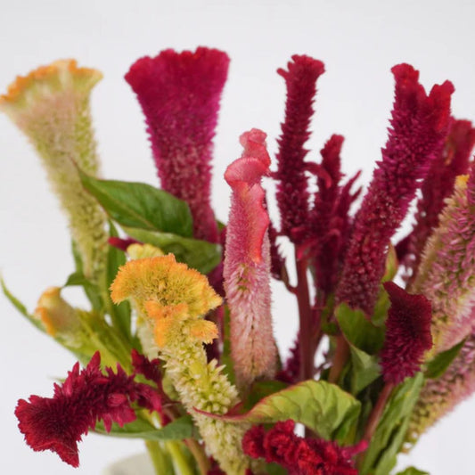 Celosia - Supercrest Mix