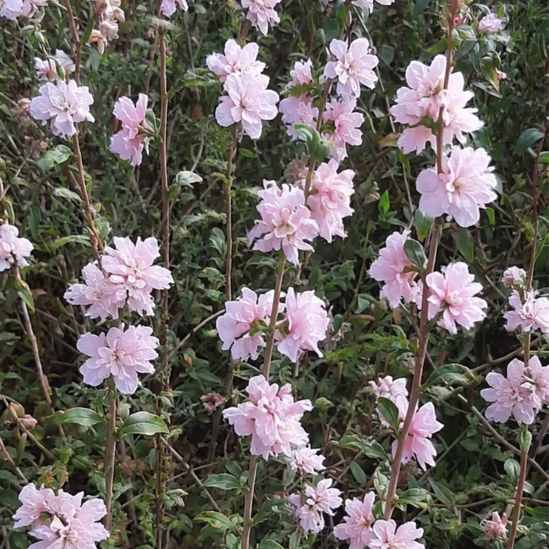 Clarkia - Appleblossom