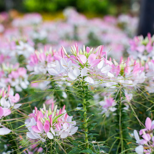 Cleome Seeds - Spider Flower Light Pink
