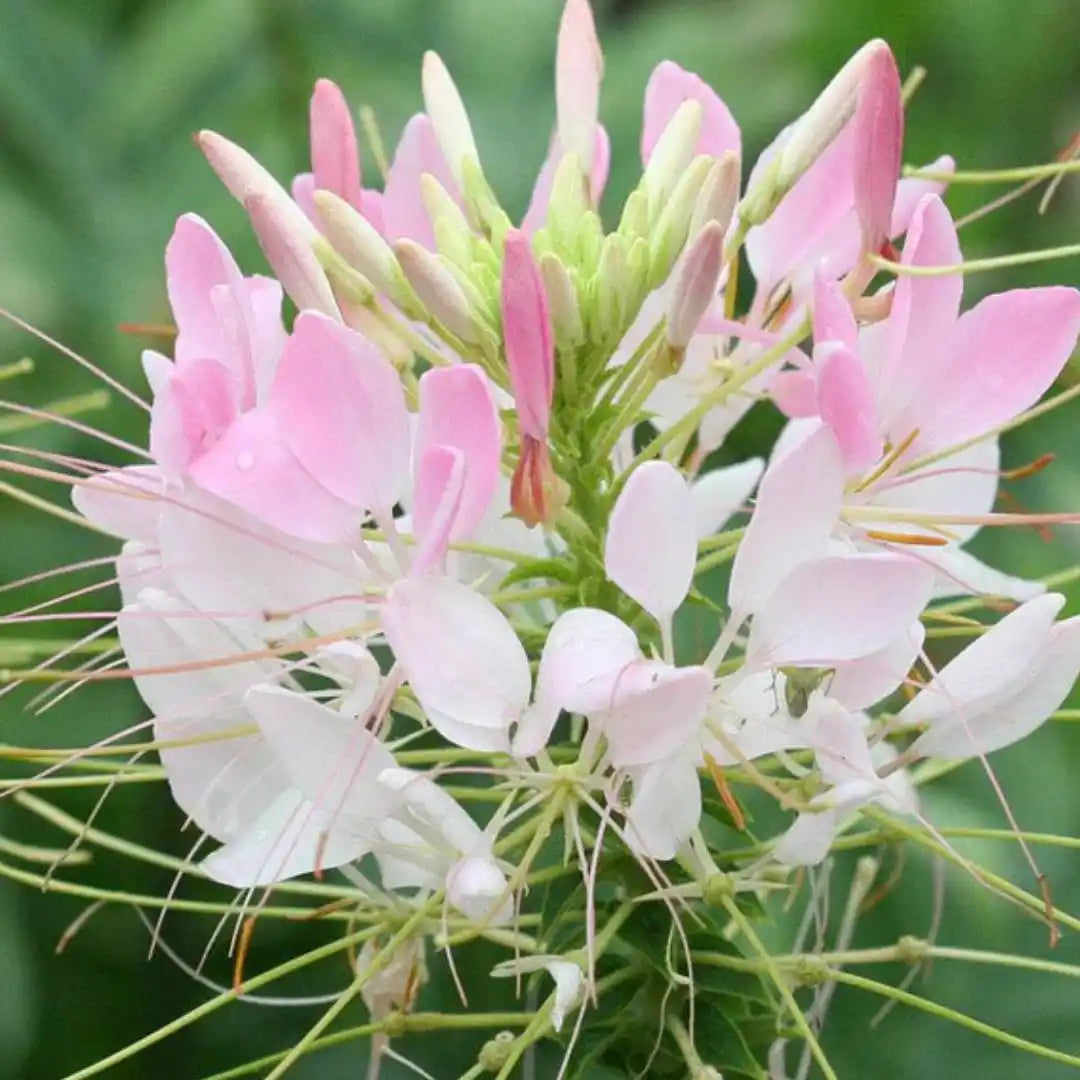 Cleome Seeds - Spider Flower Light Pink