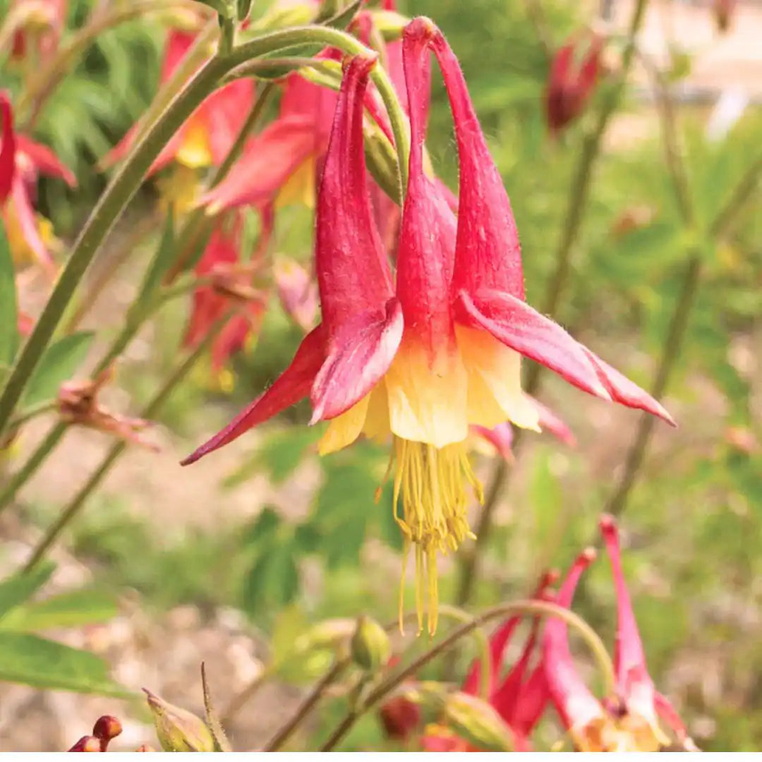 Columbine Seeds - Eastern (Native)