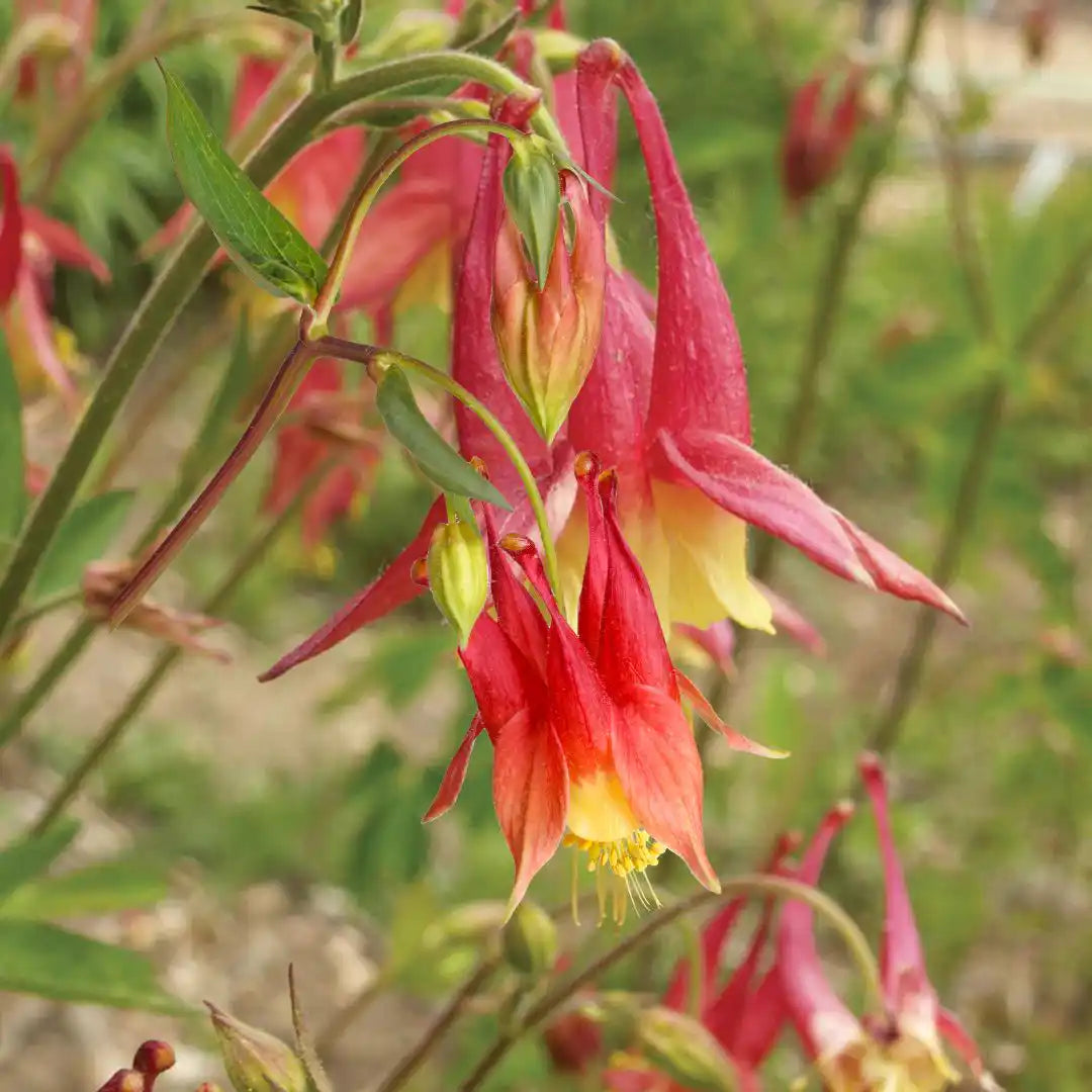 Columbine Seeds - Eastern (Native)