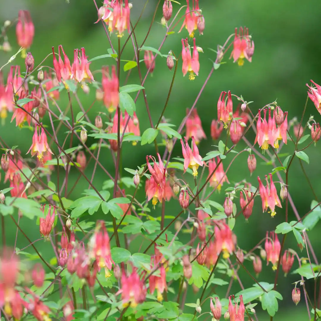 Columbine Seeds - Eastern (Native)