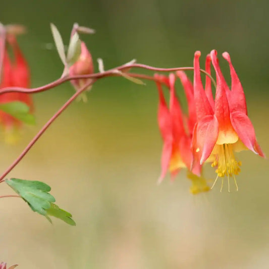 Columbine Seeds - Eastern (Native)