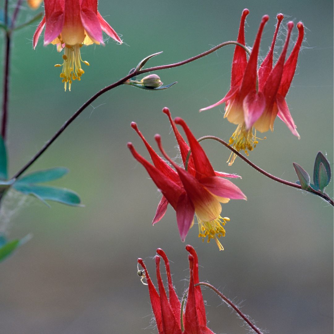 Columbine - Eastern (Native)