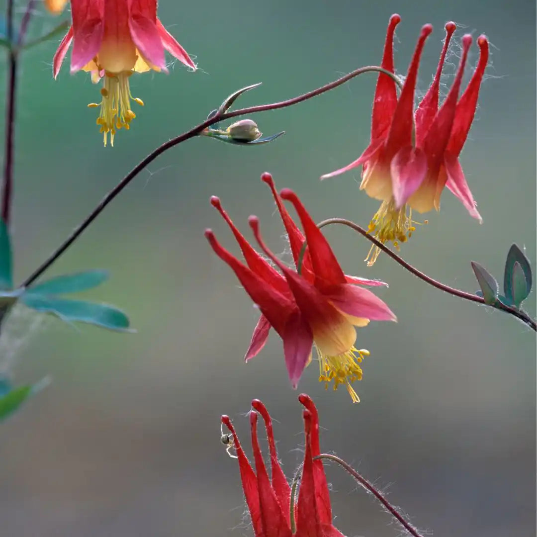 Columbine Seeds - Eastern (Native)