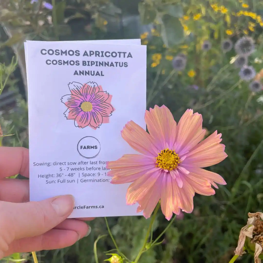 Cosmo Seeds - Apricotta