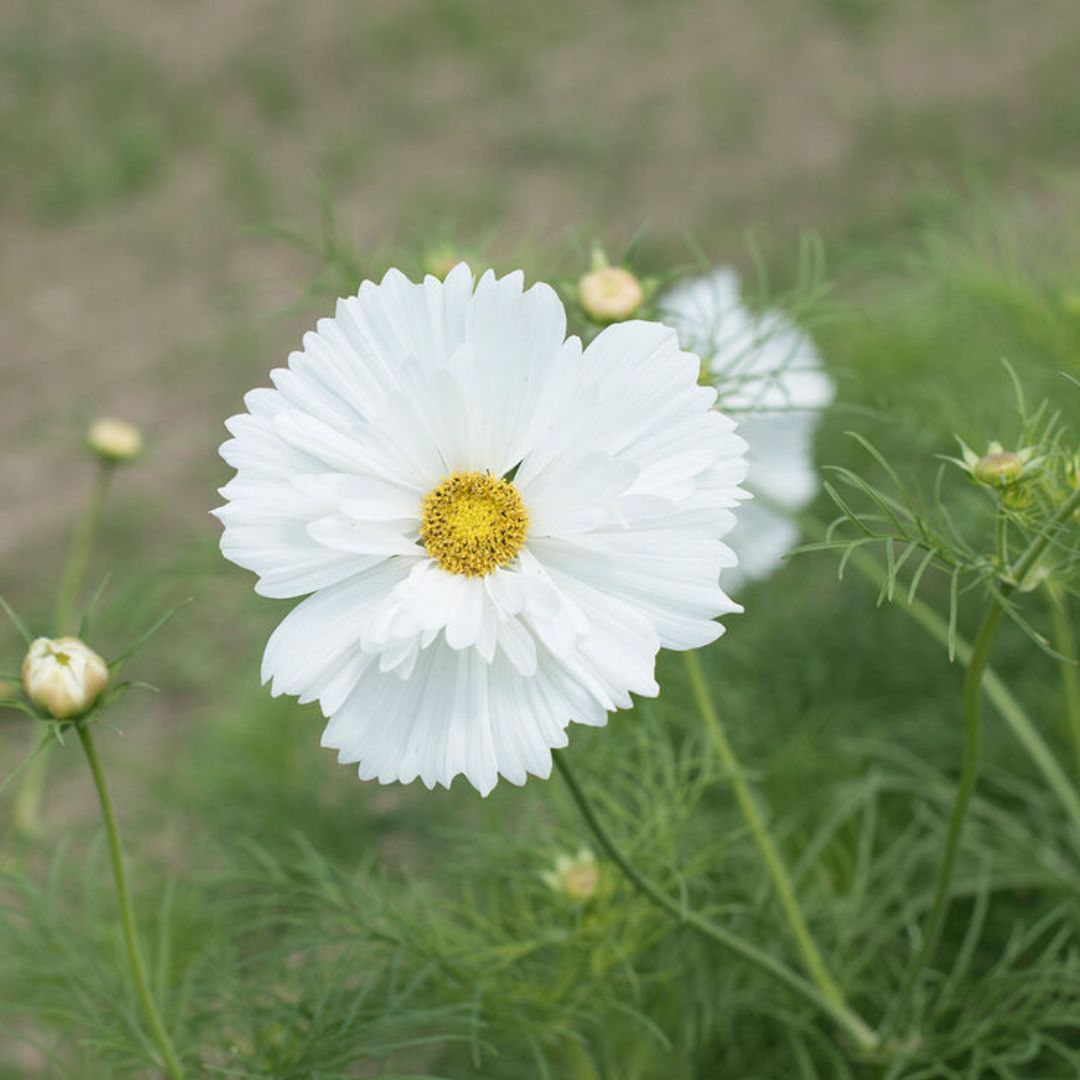 Cosmo Seeds - Fizzy White