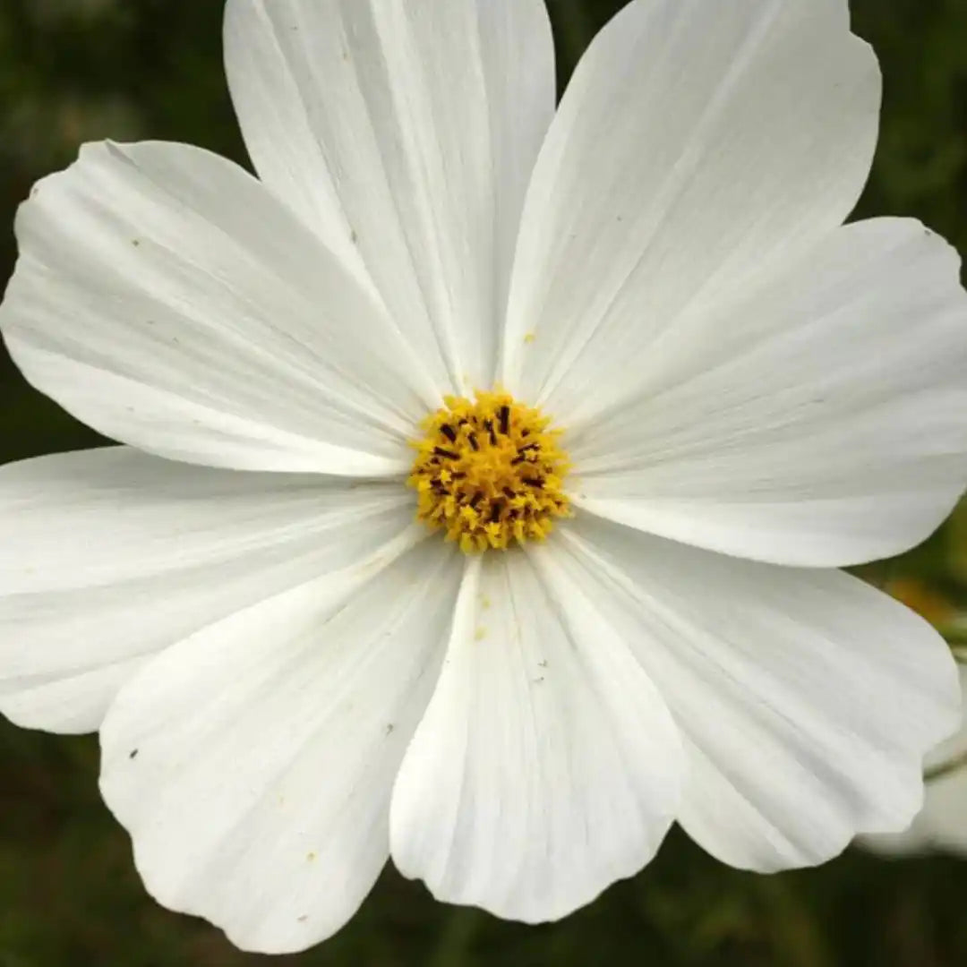 Cosmo Seeds - Purity White