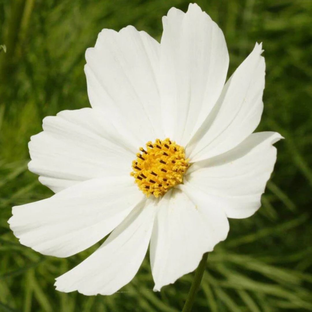 Cosmo - Purity White