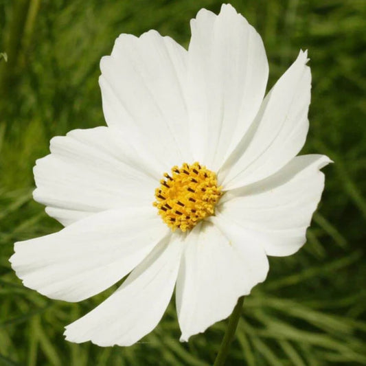 Cosmo - Purity White