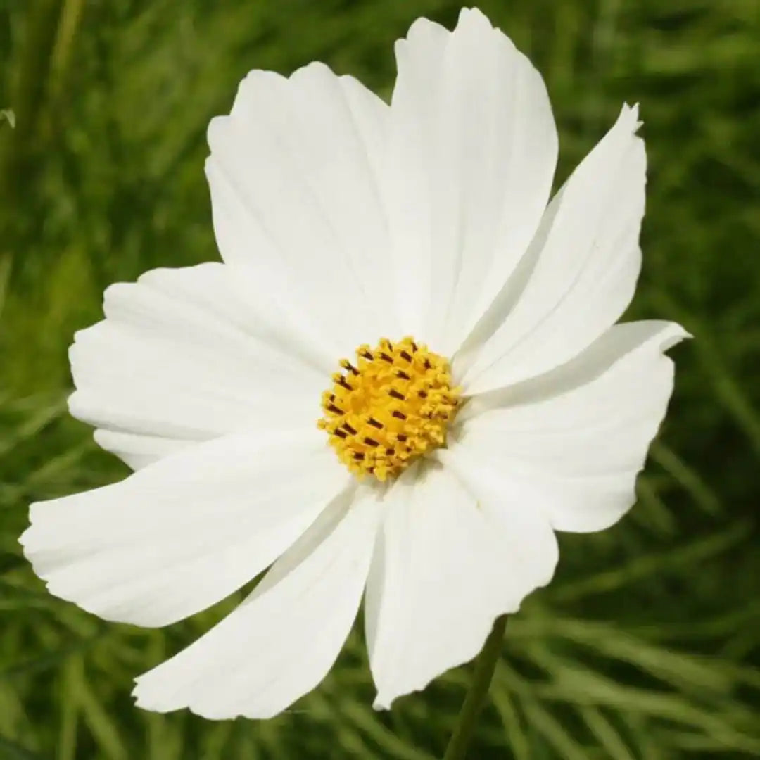 Cosmo Seeds - Purity White
