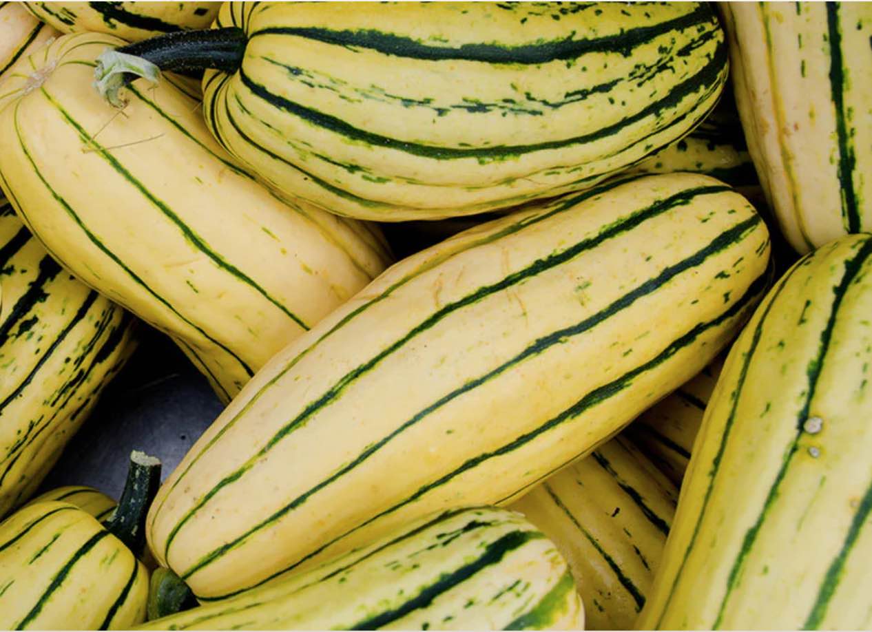 Delicata Squash - Honey Boat