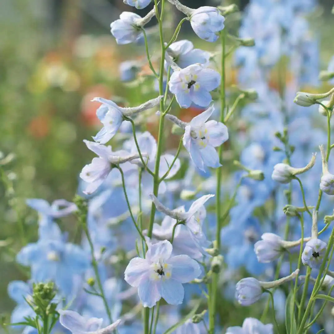 Delphinium Seeds - Tall Cliveden Beauty