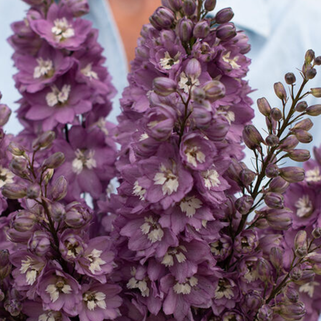 Delphinium Seeds - Magic Fountains Lilac Pink White Bee