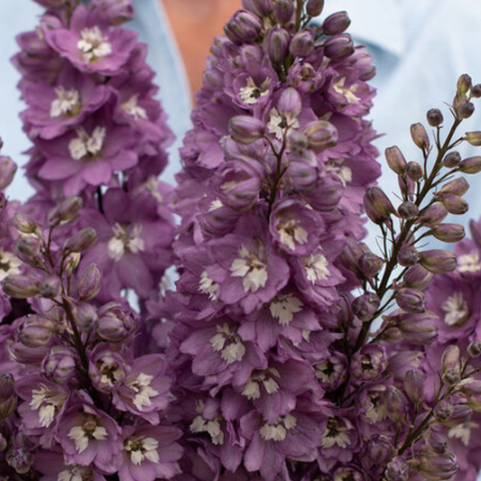 Delphinium Seeds - Magic Fountains Lilac Pink White Bee
