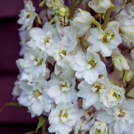 Delphinium Seeds - Magic Fountains Pure White