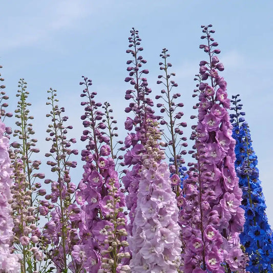 Delphinium Seeds - Benary Pacific Giant Mix