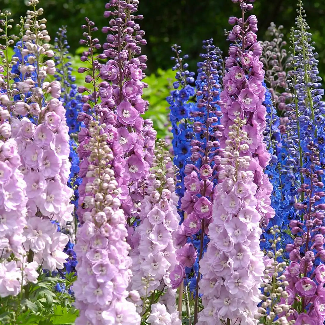 Delphinium Seeds - Benary Pacific Giant Mix