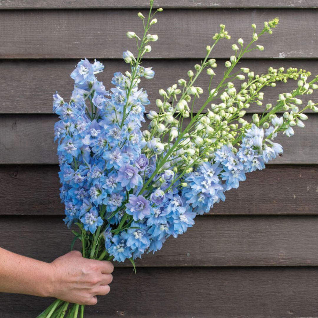 Delphinium Seeds - Magic Fountains Sky Blue White Bee
