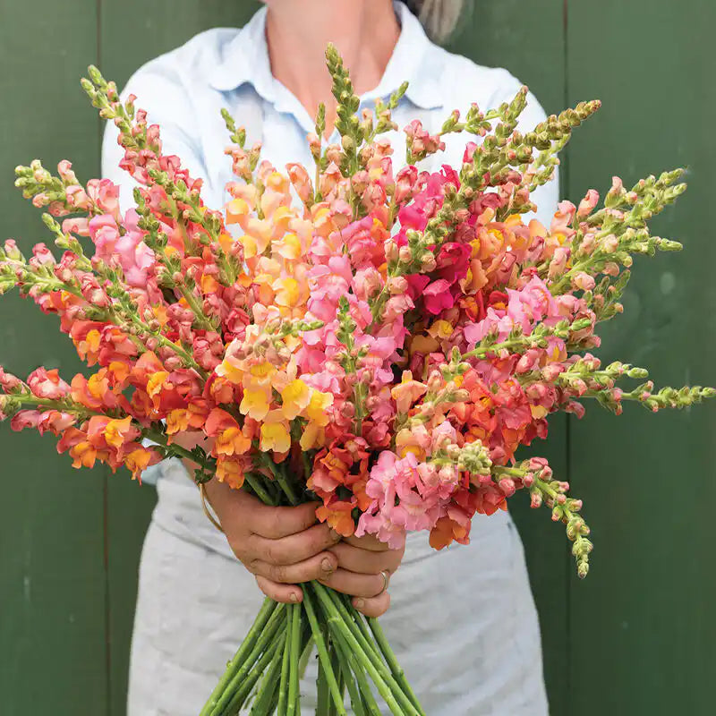 Snapdragon Seeds - Early Sunrise Mix
