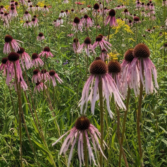 Echinacea Seeds - Pale Purple (Narrow Leaf)