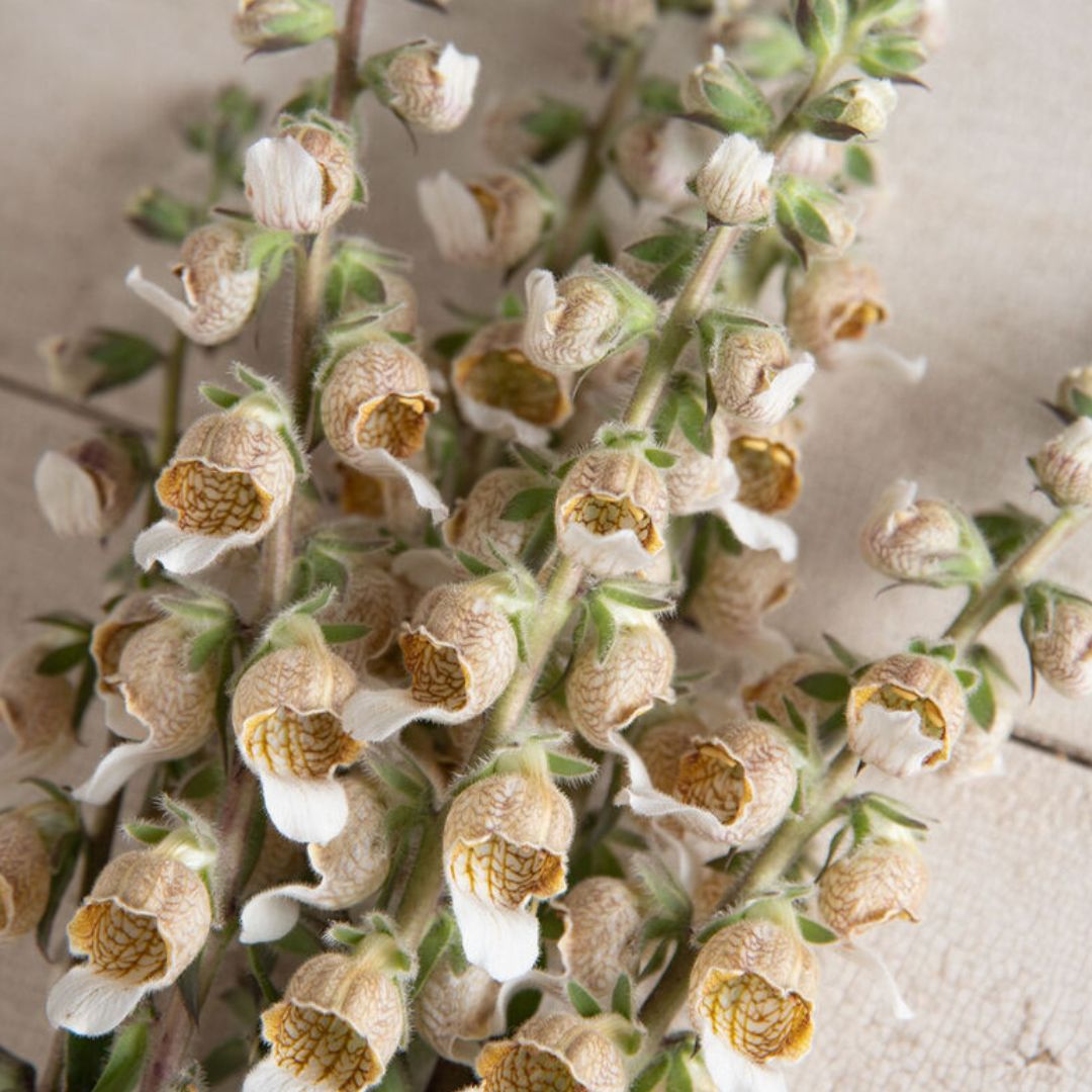 Foxglove Seeds - Cafe Creme