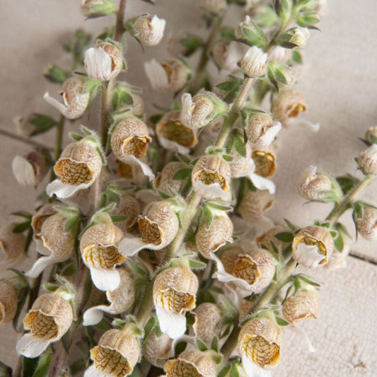 Foxglove Seeds - Cafe Creme