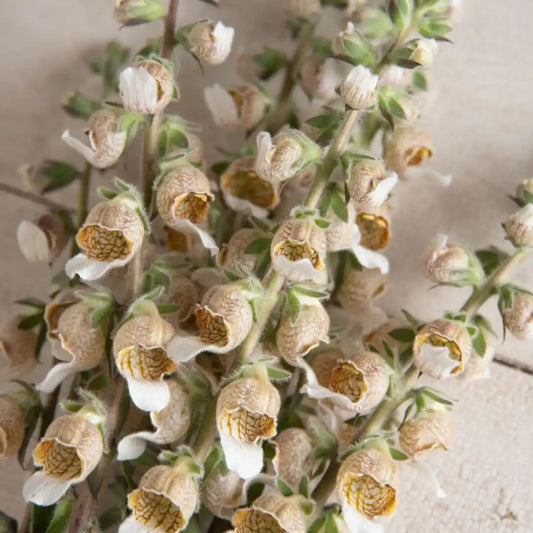 Foxglove Seeds - Cafe Creme