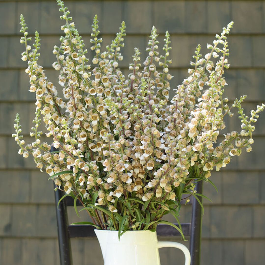 Foxglove Seeds - Cafe Creme