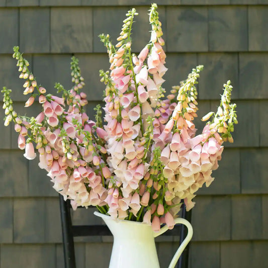 Foxglove Seeds - Pink Gin