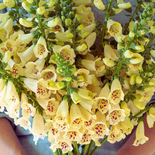 Foxglove Seeds - Camelot Cream (Pelleted)