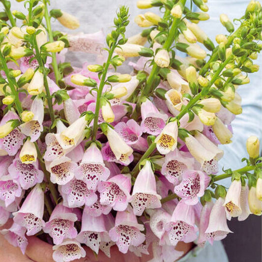 Foxglove Seeds - Camelot Lavender (Pelleted)