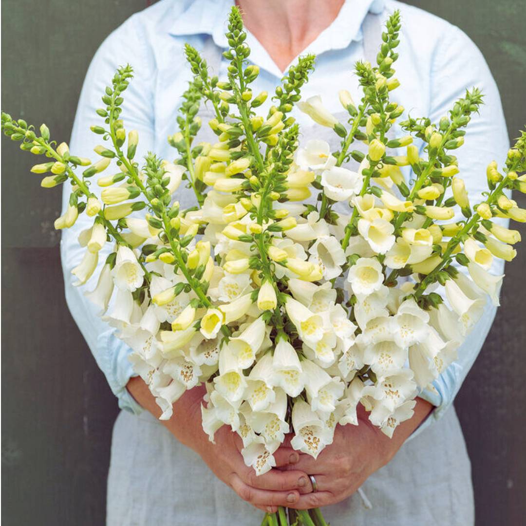 Foxglove Seeds - Camelot White (Pelleted)