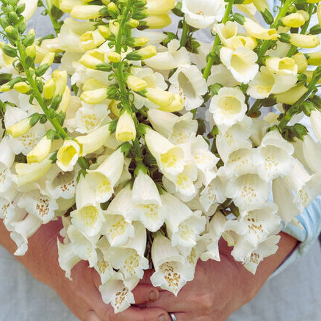 Foxglove Seeds - Camelot White (Pelleted)