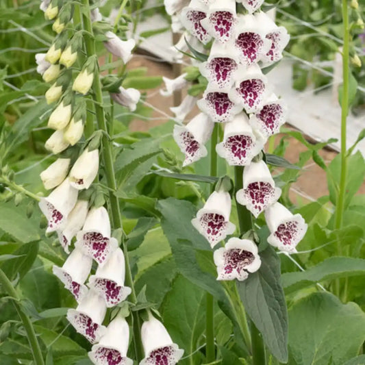 Foxglove Seeds - Pam's Choice