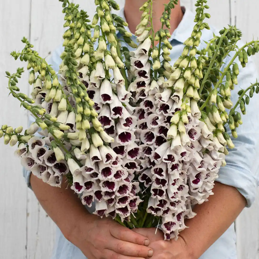 Foxglove Seeds - Pam's Choice