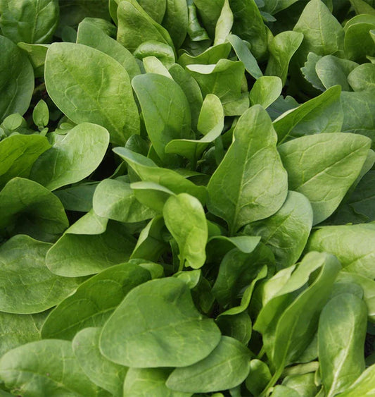 Spinach - Giant Winter (Organic)