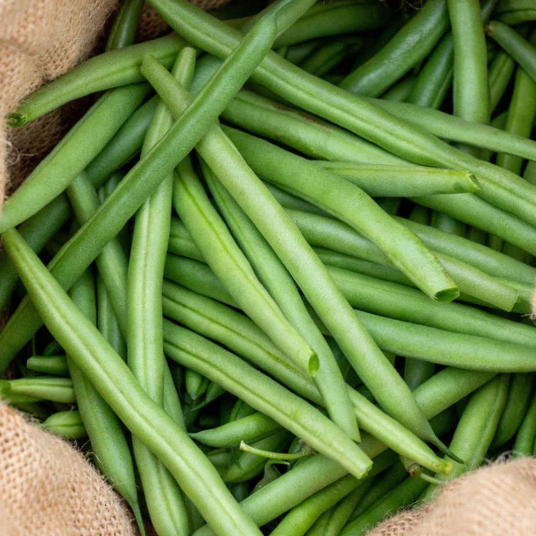 Bean Seeds - Green Goliath Bush Bean (Organic)