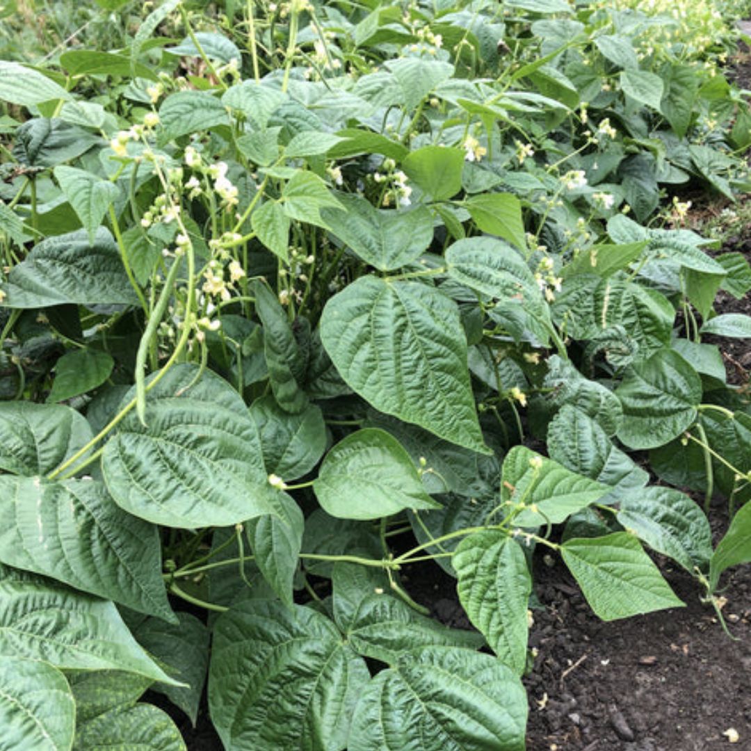 Bean Seeds - Green Goliath Bush Bean (Organic)