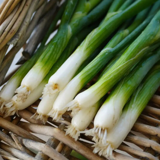 Green Onion Scallion Seeds - Fukagawa