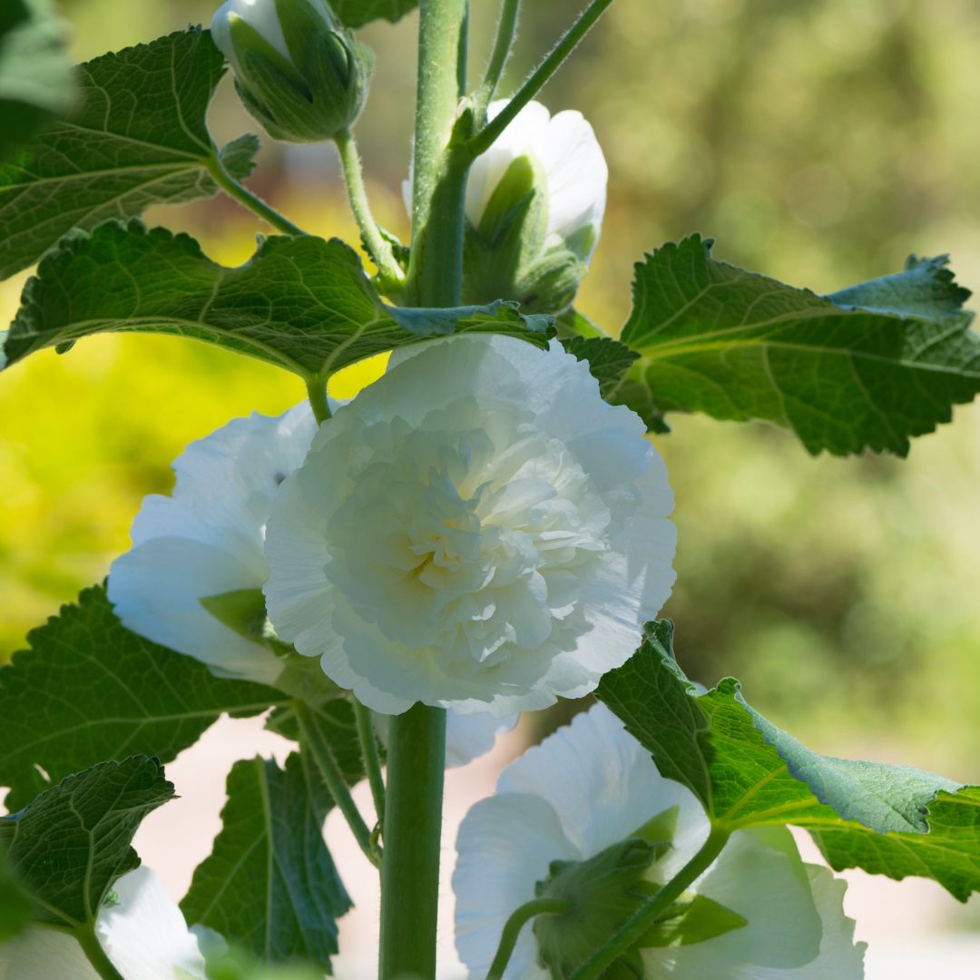 Hollyhock Seeds - Double Chater's White
