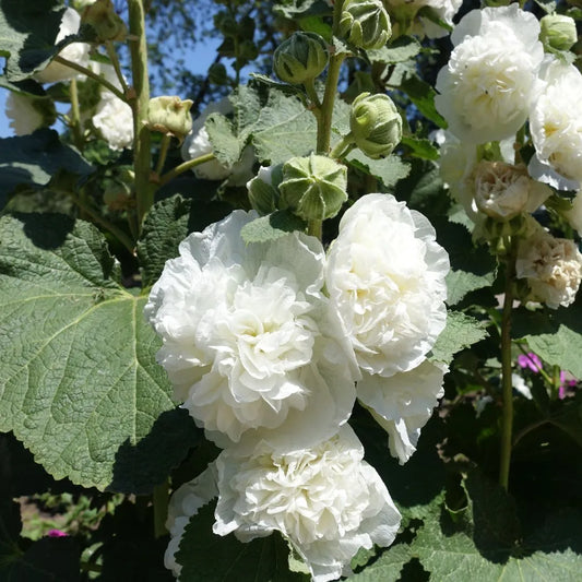 Hollyhock Seeds - Double Chater's White
