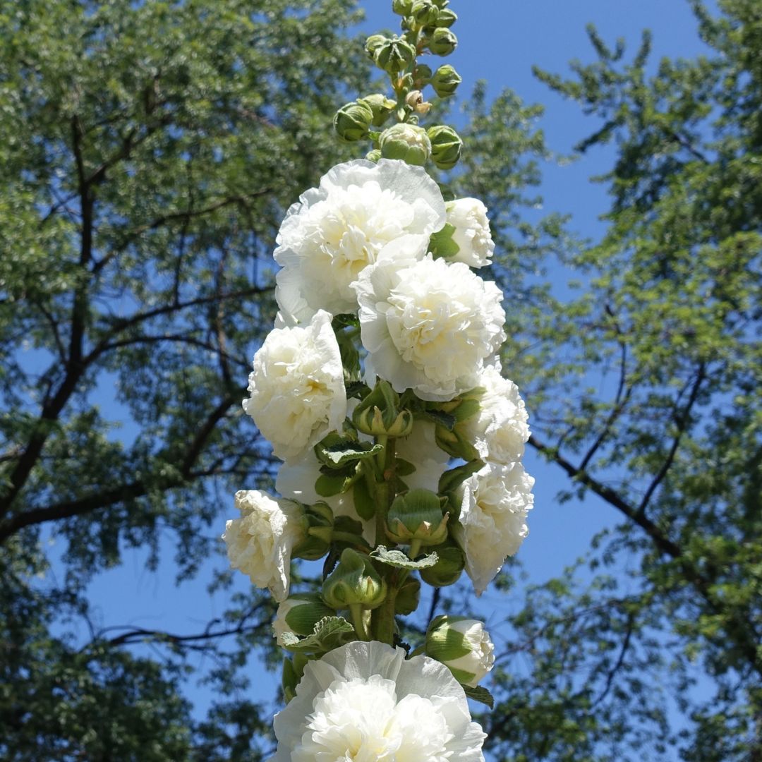 Hollyhock Seeds - Double Chater's White