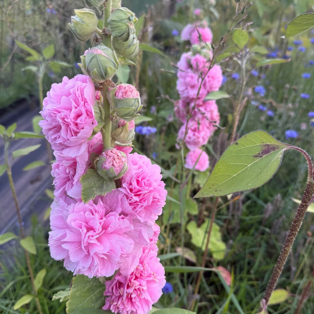 Pink double hollyhock flowers on branching stems with green leaves and buds