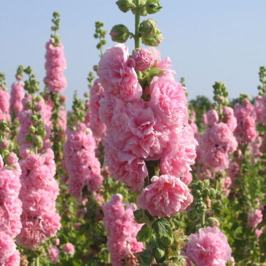 Pink double hollyhock blooms on tall flower spikes, close-up in a garden