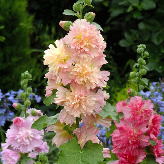 Hollyhock Seeds - Spring Celebrities Apricot